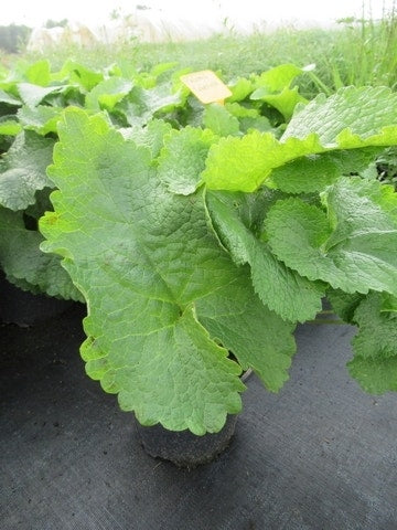  Viltkruid (Phlomis Tuberosa)