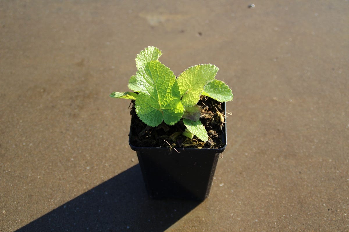  Viltkruid (Phlomis Tuberosa)