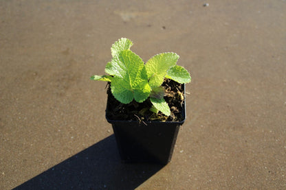  Viltkruid (Phlomis Tuberosa)