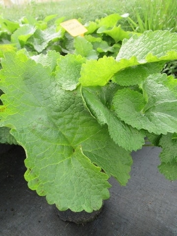  Viltkruid (Phlomis Tuberosa)