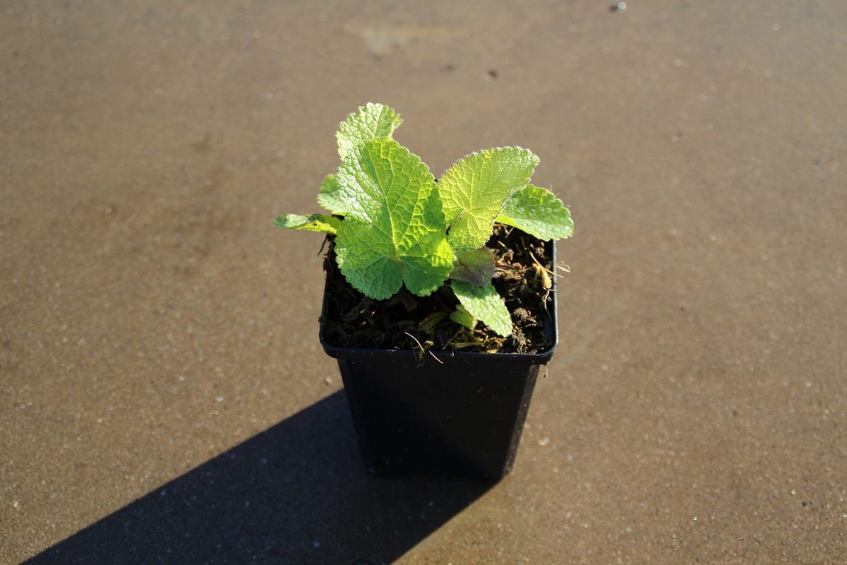  Viltkruid (Phlomis Tuberosa)