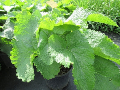  Viltkruid (Phlomis Tuberosa)
