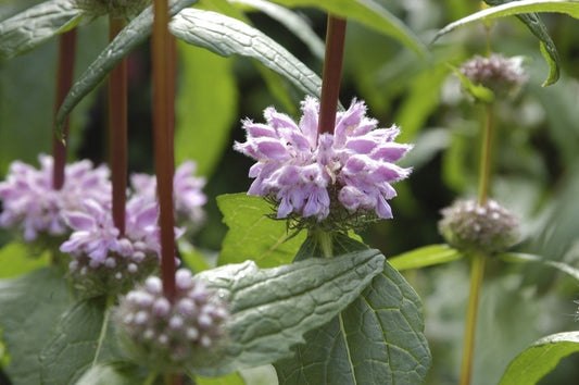  Brandkruid (Phlomis Tuberosa 'Amazone') BIO