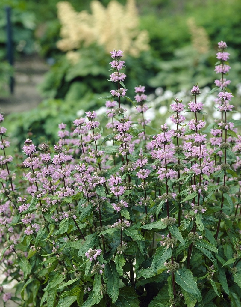  Brandkruid (Phlomis Tuberosa 'Amazone')