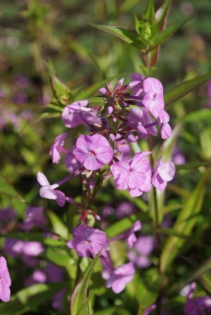  Vlambloem (Phlox Maculata 'Alpha')