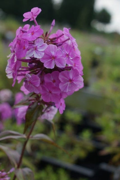  Vlambloem (Phlox Maculata 'Alpha')