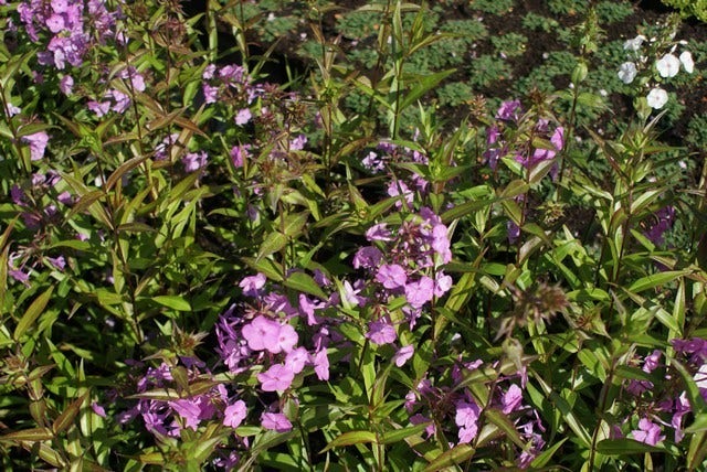  Vlambloem (Phlox Maculata 'Alpha')