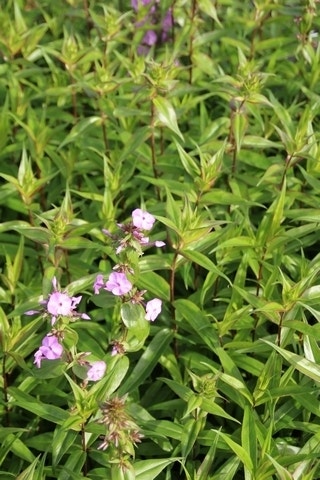  Vlambloem (Phlox Maculata 'Alpha')