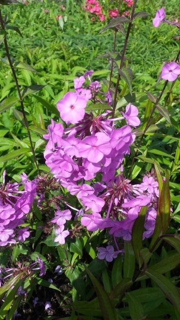  Vlambloem (Phlox Maculata 'Alpha')