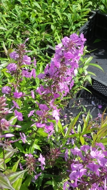  Vlambloem (Phlox Maculata 'Alpha')