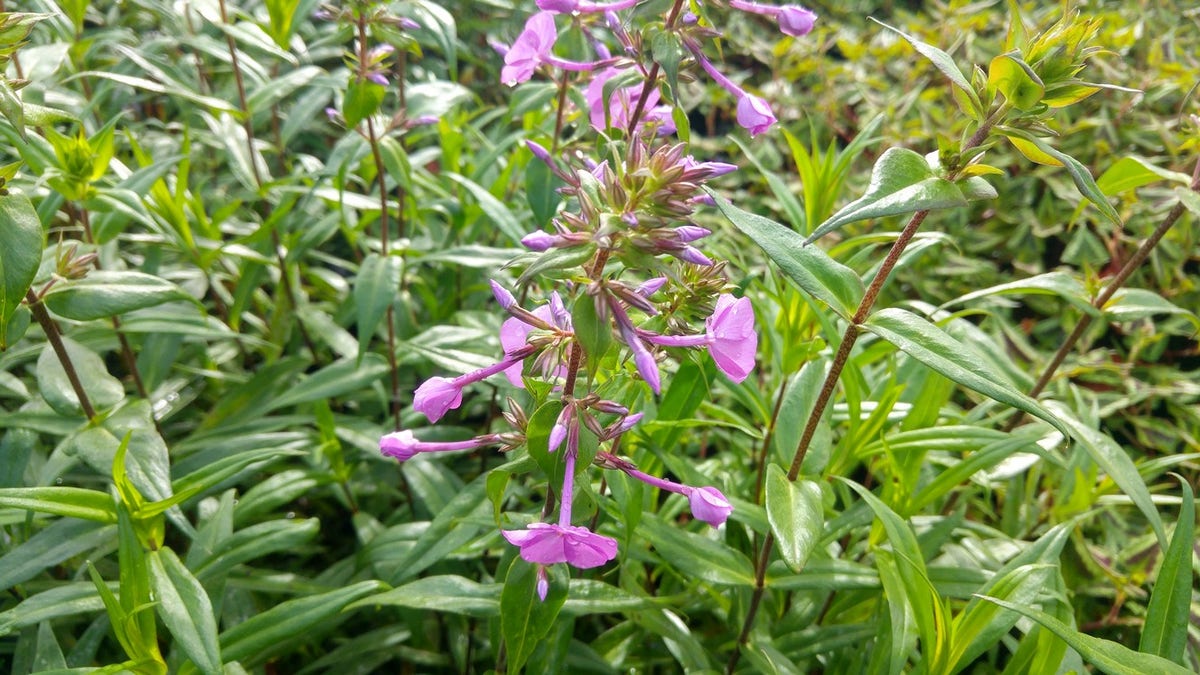  Vlambloem (Phlox Maculata 'Alpha')