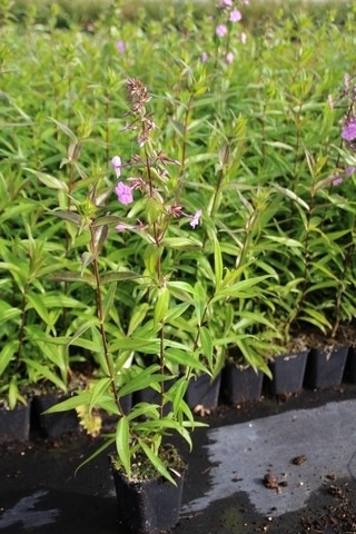  Vlambloem (Phlox Maculata 'Alpha')