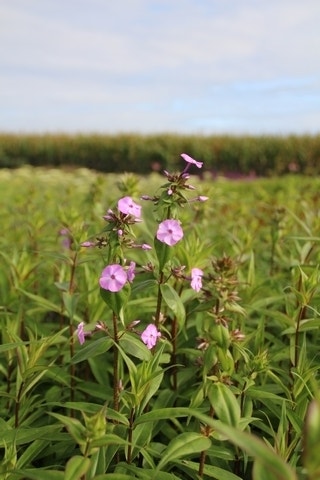  Vlambloem (Phlox Maculata 'Alpha')