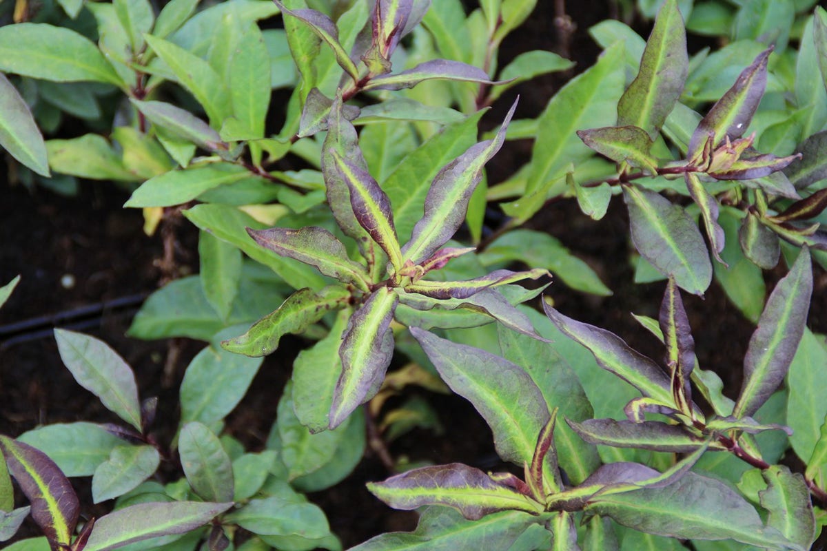  Vlambloem (Phlox Paniculata 'Starfire')