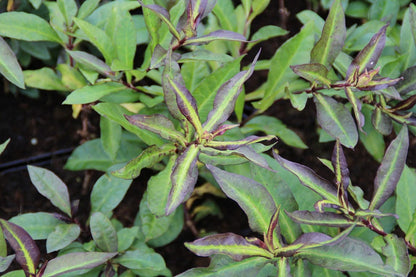  Vlambloem (Phlox Paniculata 'Starfire')