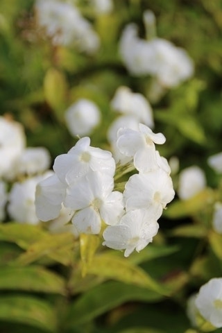  Vlambloem (Phlox Paniculata 'David')