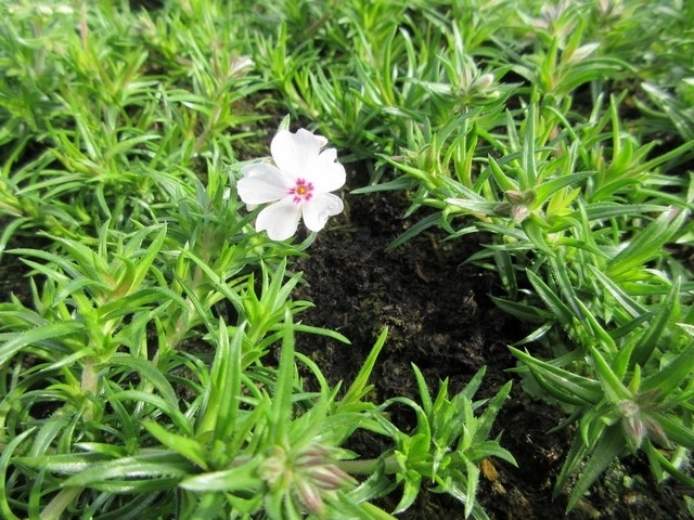  Kruipphlox (Phlox Subulata 'Amazing Grace')