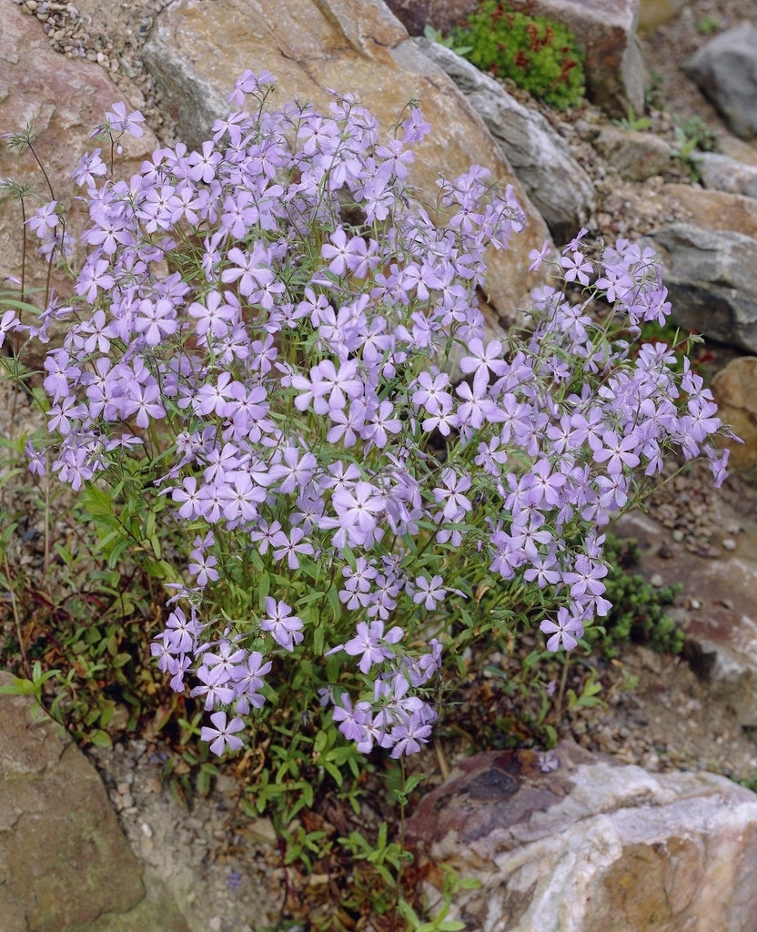  Vlambloem (Phlox Stolonifera 'Blue Ridge')