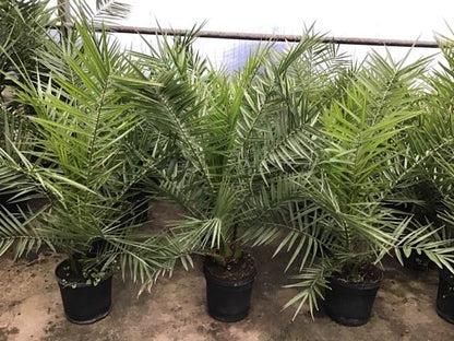  Canarische Dadelpalm (Phoenix Canariensis)