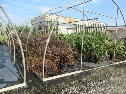  Nieuw Zeelands Vlas (Phormium Tenax 'Purpureum')