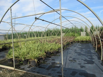  Nieuw Zeelands Vlas (Phormium Tenax)