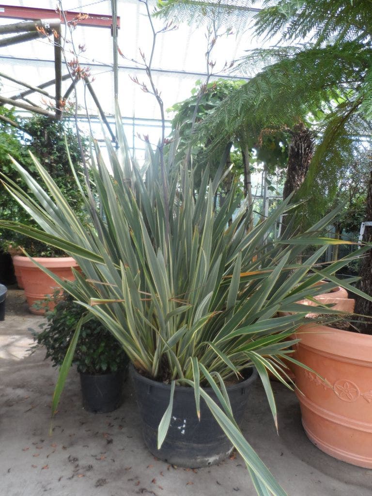  Nieuw Zeelands Vlas (Phormium Tenax 'Variegatum')