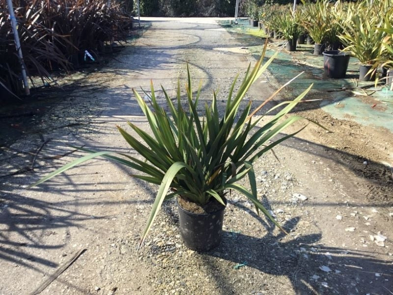  Nieuw Zeelands Vlas (Phormium Tenax 'Golden Ray')