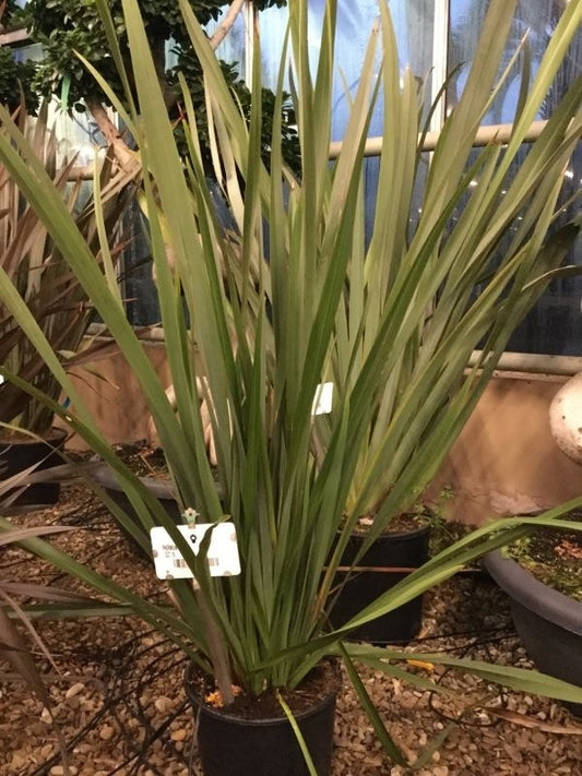  Nieuw Zeelands Vlas (Phormium Tenax 'Pink Stripe')