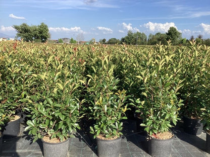  Glansmispel (Photinia Fraseri 'Red Robin') 80/100cm C10: Nu Extra Voordelig!