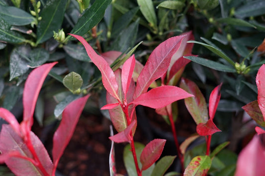  Glansmispel (Photinia Fraseri 'Carré Rouge')