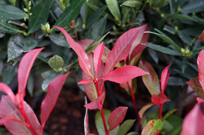  Glansmispel Als Bolvorm (Photinia Fraseri 'Carré Rouge')