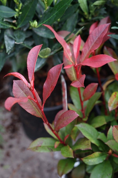  Glansmispel Als Bolvorm (Photinia Fraseri 'Carré Rouge')