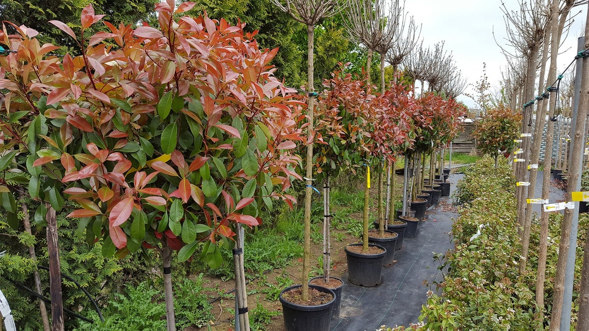 Glansmispel Op Stam (Photinia Fraseri 'Red Robin')