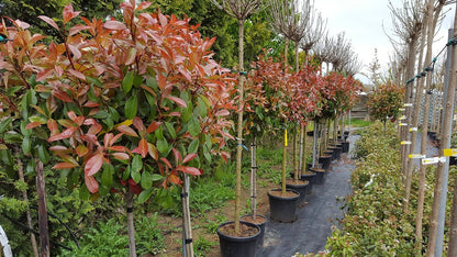  Glansmispel Op Stam (Photinia Fraseri 'Red Robin')