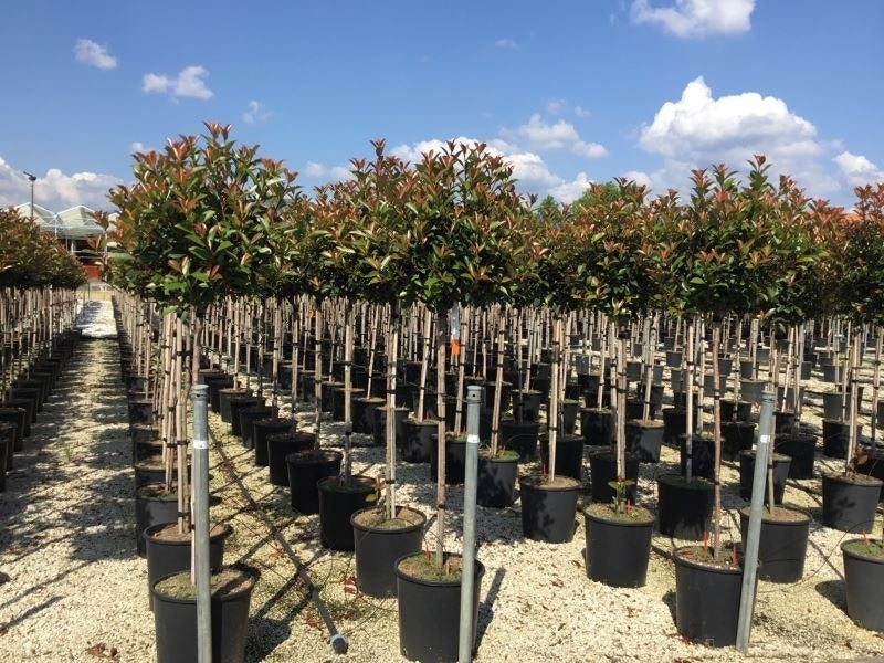  Glansmispel Op Stam (Photinia Fraseri 'Red Robin')