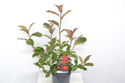  Glansmispel (Photinia Fraseri 'Camilvy')