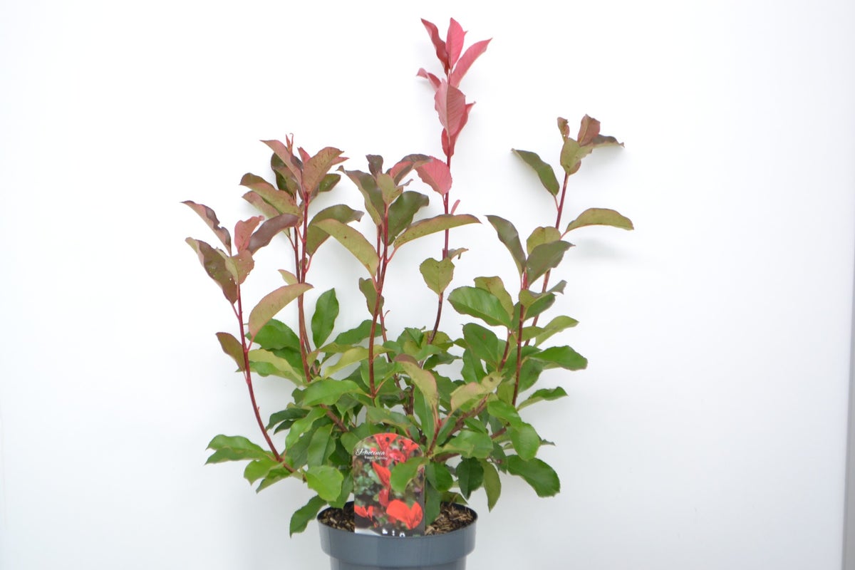  Glansmispel (Photinia Fraseri 'Camilvy')