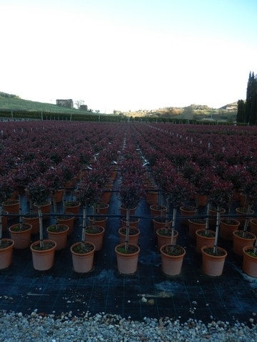  Glansmispel Op Stam (Photinia Fraseri 'Carré Rouge')