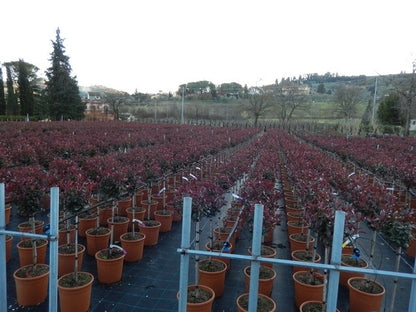  Glansmispel Op Stam (Photinia Fraseri 'Carré Rouge')