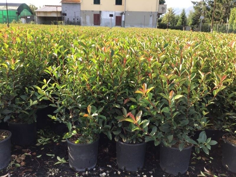  Glansmispel (Photinia Fraseri 'Carré Rouge')