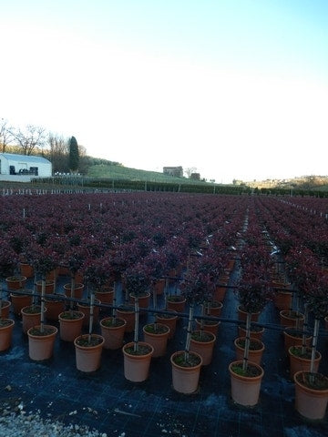  Glansmispel Op Stam (Photinia Fraseri 'Carré Rouge')