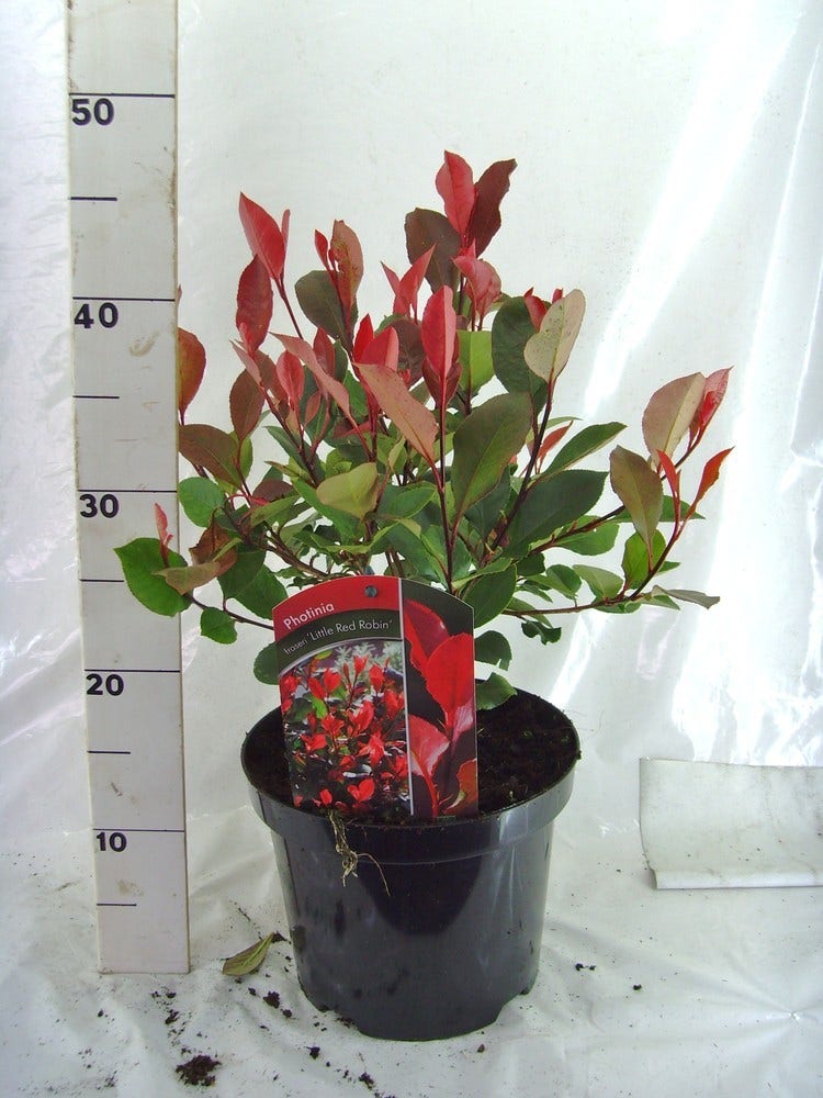  Glansmispel (Photinia Fraseri 'Little Red Robin')