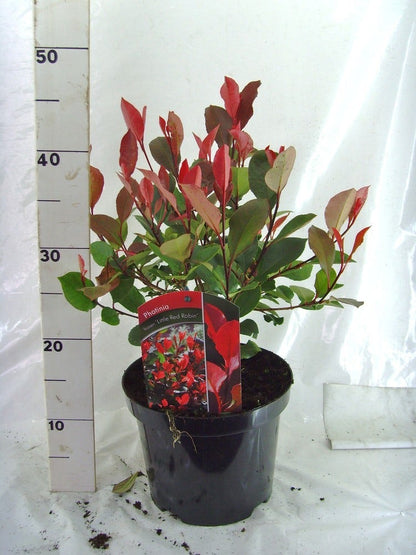 Glansmispel (Photinia Fraseri 'Little Red Robin')