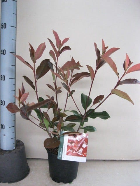  Glansmispel (Photinia Fraseri 'Red Robin')