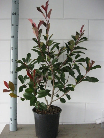  Glansmispel (Photinia Fraseri 'Red Robin')