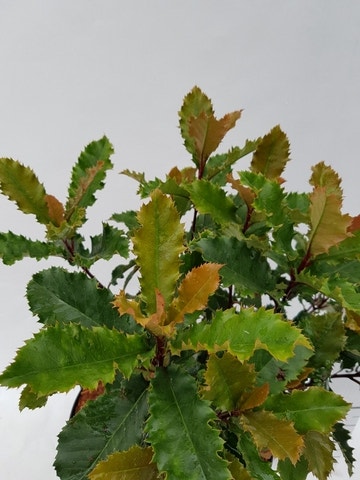  Glansmispel (Photinia Serratifolia ‘Crunchy’)