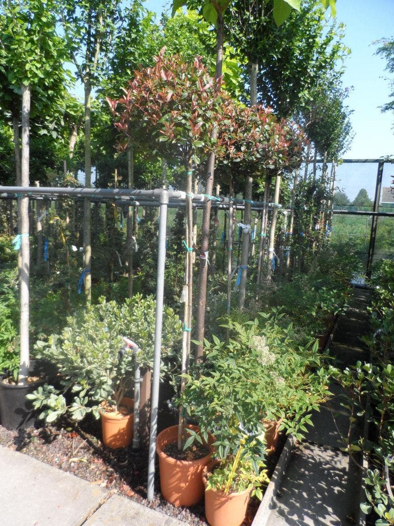  Glansmispel Op Stam (Photinia Fraseri 'Little Red Robin')