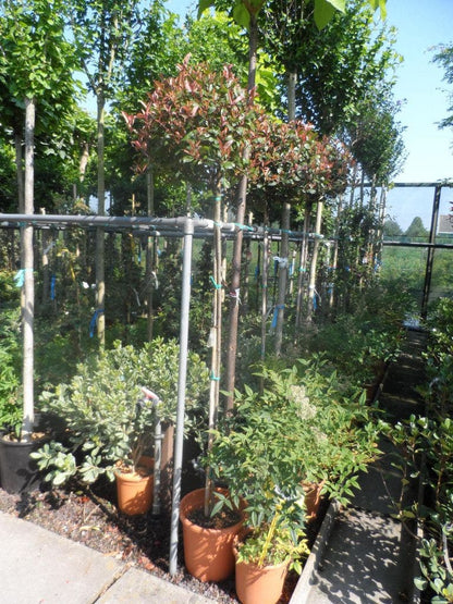  Glansmispel Op Stam (Photinia Fraseri 'Little Red Robin')