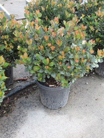  Glansmispel (Photinia Fraseri 'Little Red Robin')