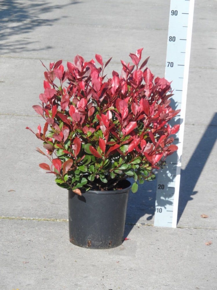  Glansmispel (Photinia Fraseri 'Little Red Robin')